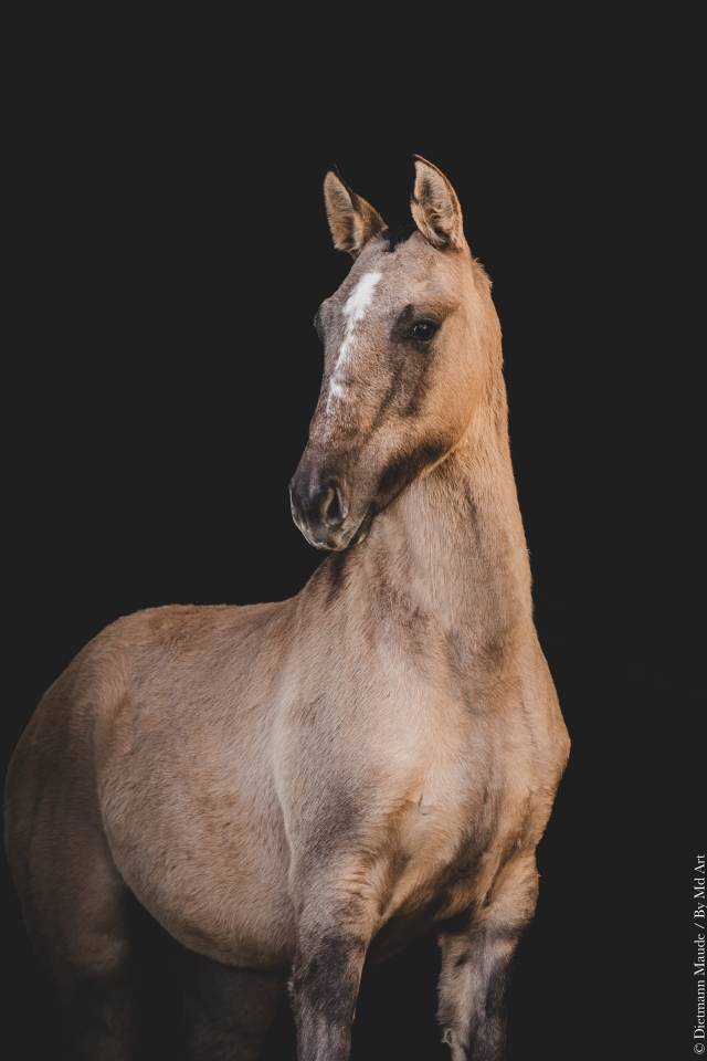 Potranca Lusitano En venta 2025 Dun