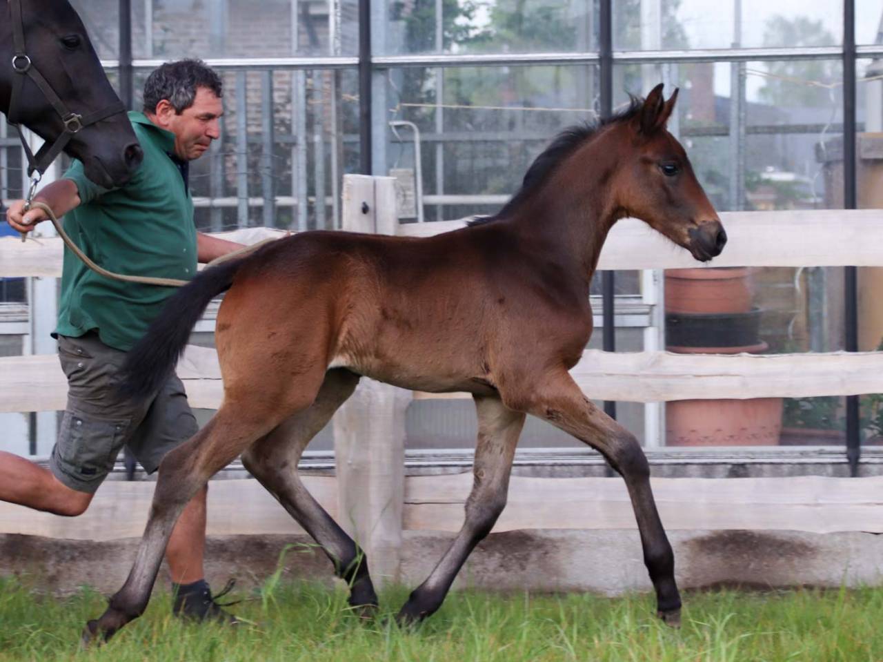 Potranca KWPN Caballo de Deporte Neerland&eacute;s En venta 2026 Bayo moreno por Roman empire
