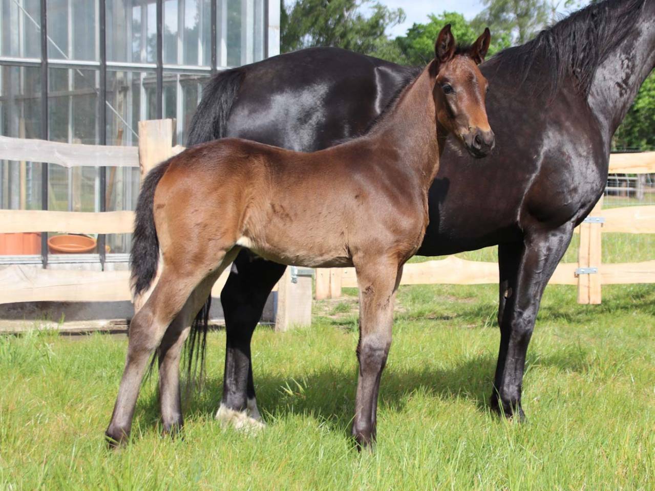 Potranca KWPN Caballo de Deporte Neerland&eacute;s En venta 2026 Bayo moreno por Roman empire
