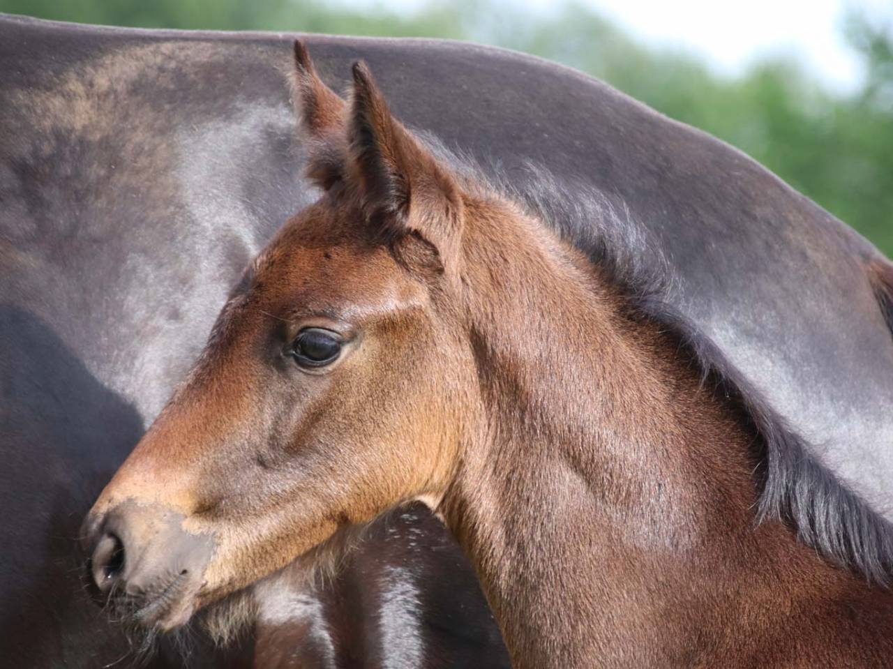 Potranca KWPN Caballo de Deporte Neerland&eacute;s En venta 2026 Bayo moreno por Roman empire