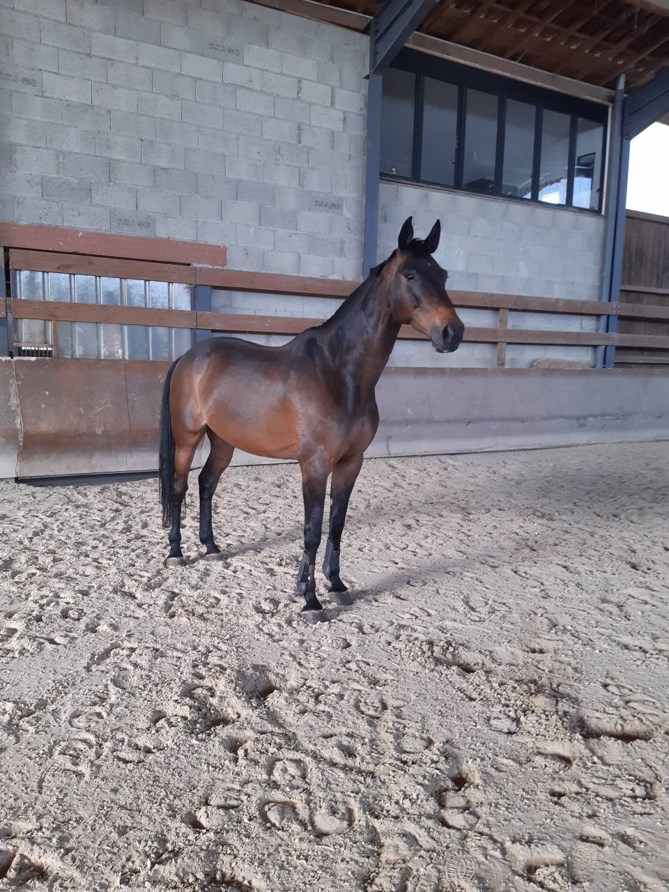 Caballo castrado Silla Franc&eacute;s En venta 2013 Bayo moreno