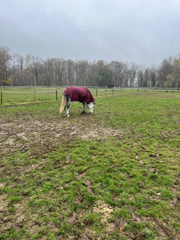Caballo castrado BWP Caballo de Sangre Belga En venta 2020 Blanco por H-Ekwador