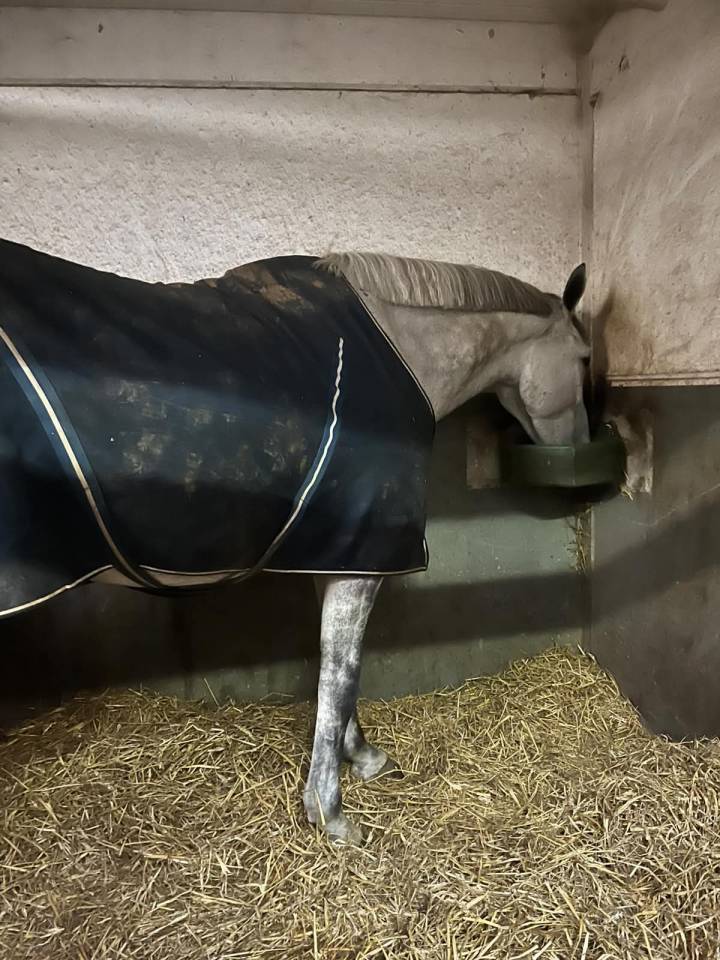 Caballo castrado BWP Caballo de Sangre Belga En venta 2020 Blanco por H-Ekwador