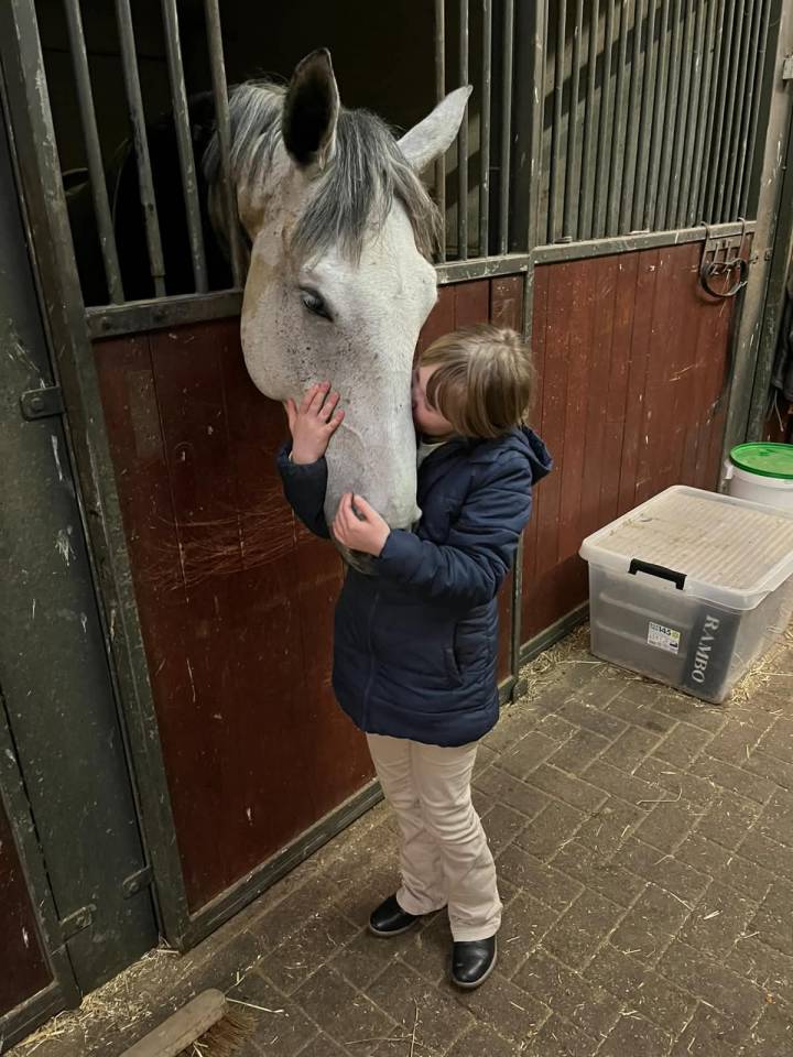 Caballo castrado BWP Caballo de Sangre Belga En venta 2020 Blanco por H-Ekwador