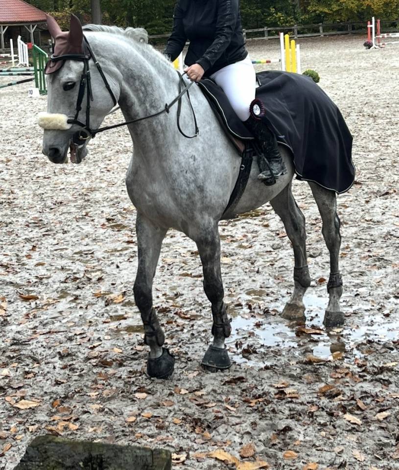 Caballo castrado BWP Caballo de Sangre Belga En venta 2020 Blanco por H-Ekwador