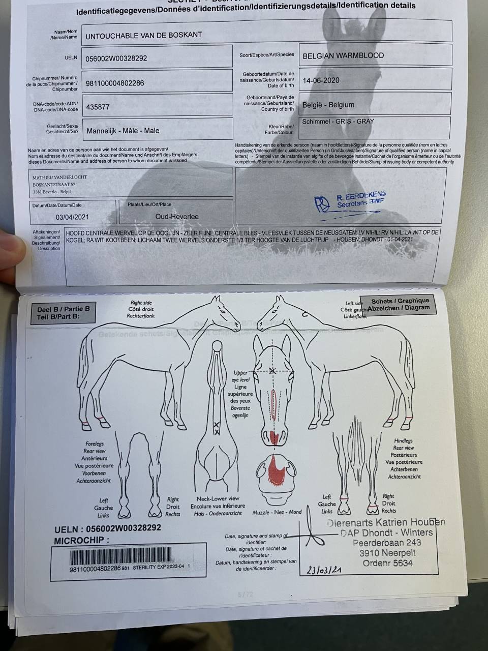 Caballo castrado BWP Caballo de Sangre Belga En venta 2020 Blanco por H-Ekwador