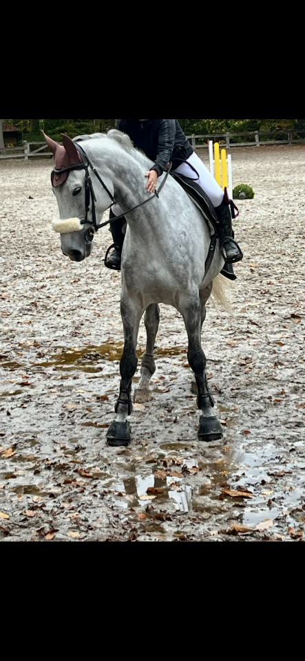 Caballo castrado BWP Caballo de Sangre Belga En venta 2020 Blanco por H-Ekwador