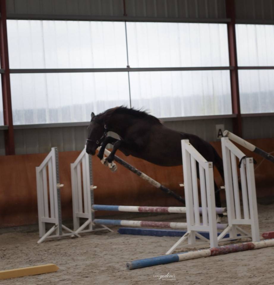 Caballo castrado Silla Franc&eacute;s En venta 2023 Negro por BALOU DU ROUET