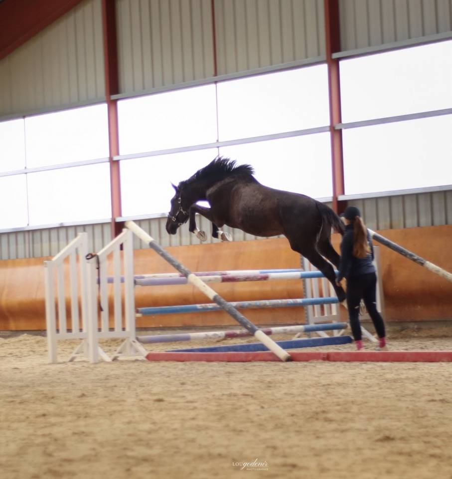Caballo castrado Silla Franc&eacute;s En venta 2023 Negro por BALOU DU ROUET