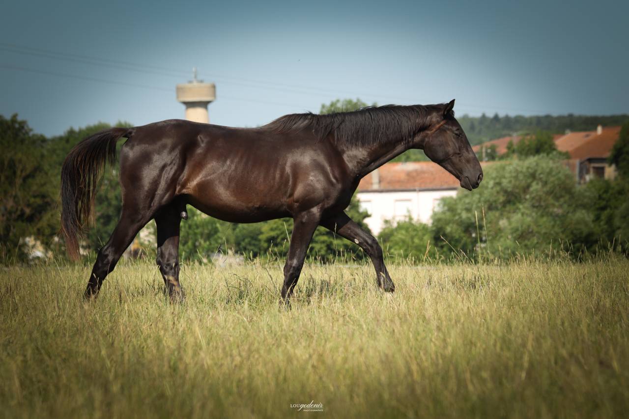 Caballo castrado Silla Franc&eacute;s En venta 2023 Negro por BALOU DU ROUET