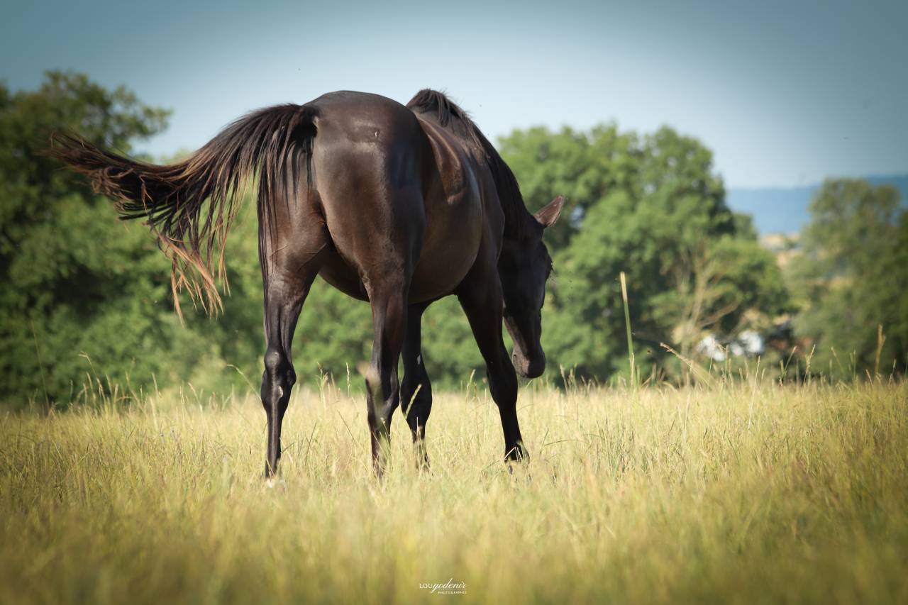 Caballo castrado Silla Franc&eacute;s En venta 2023 Negro por BALOU DU ROUET
