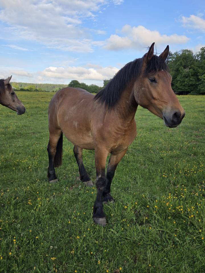 Caballo castrado Media Sangre Arabe En venta 2023 Bayo por A F MANJAROH 