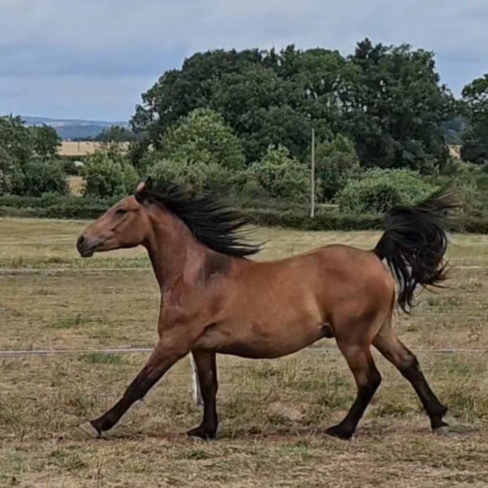 Caballo castrado Media Sangre Arabe En venta 2023 Bayo por A F MANJAROH 
