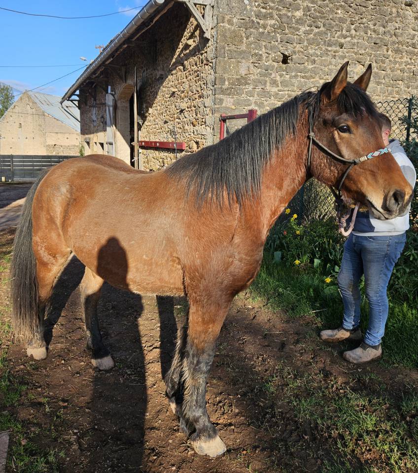 Caballo castrado Media Sangre Arabe En venta 2023 Bayo por A F MANJAROH 