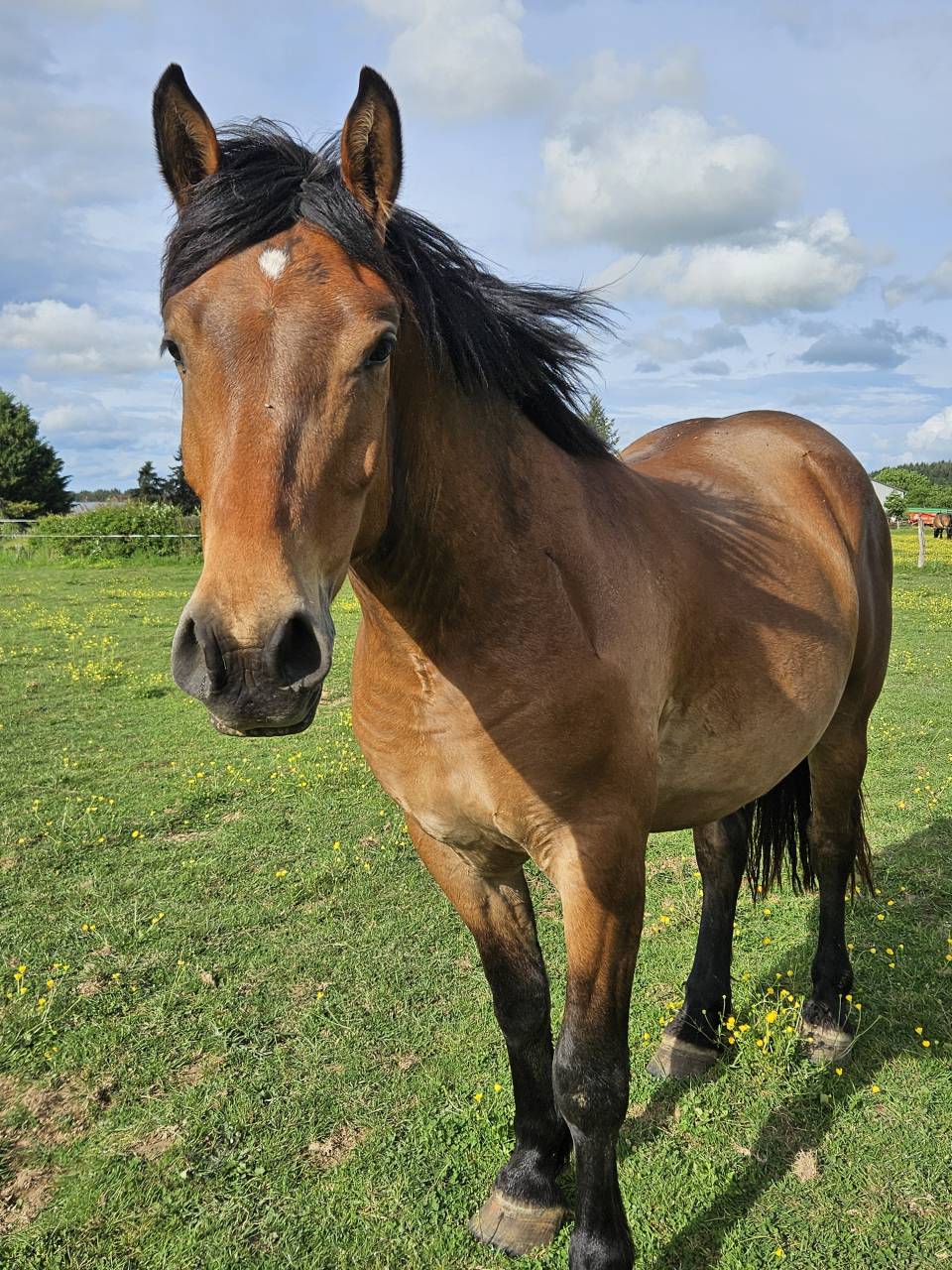 Caballo castrado Media Sangre Arabe En venta 2023 Bayo por A F MANJAROH 