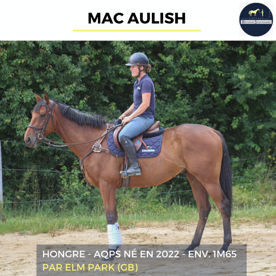 Caballo castrado AQPS En venta 2022 Bayo por ELM PARK (GB)