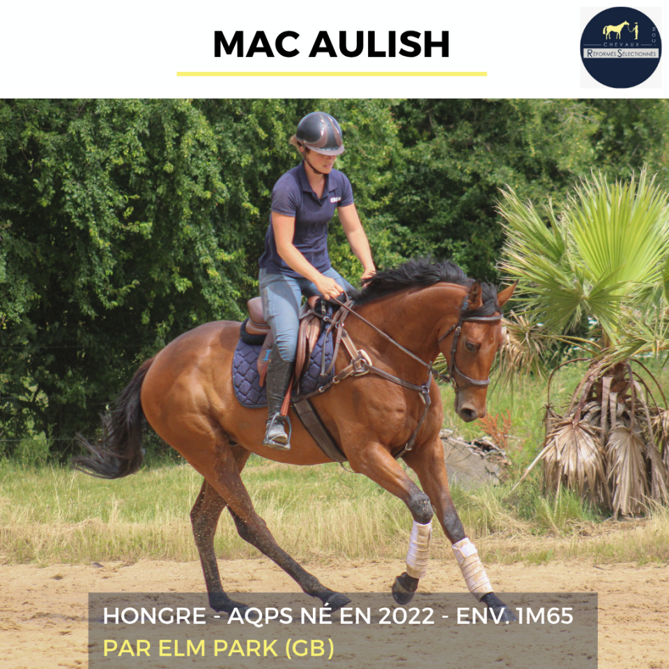 Caballo castrado AQPS En venta 2022 Bayo por ELM PARK (GB)