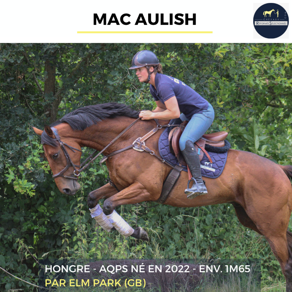 Caballo castrado AQPS En venta 2022 Bayo por ELM PARK (GB)