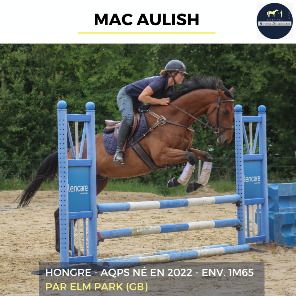 Caballo castrado AQPS En venta 2022 Bayo por ELM PARK (GB)