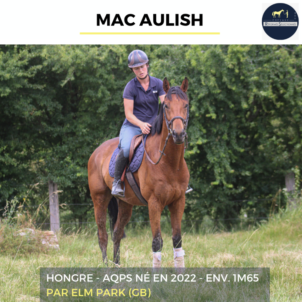 Caballo castrado AQPS En venta 2022 Bayo por ELM PARK (GB)