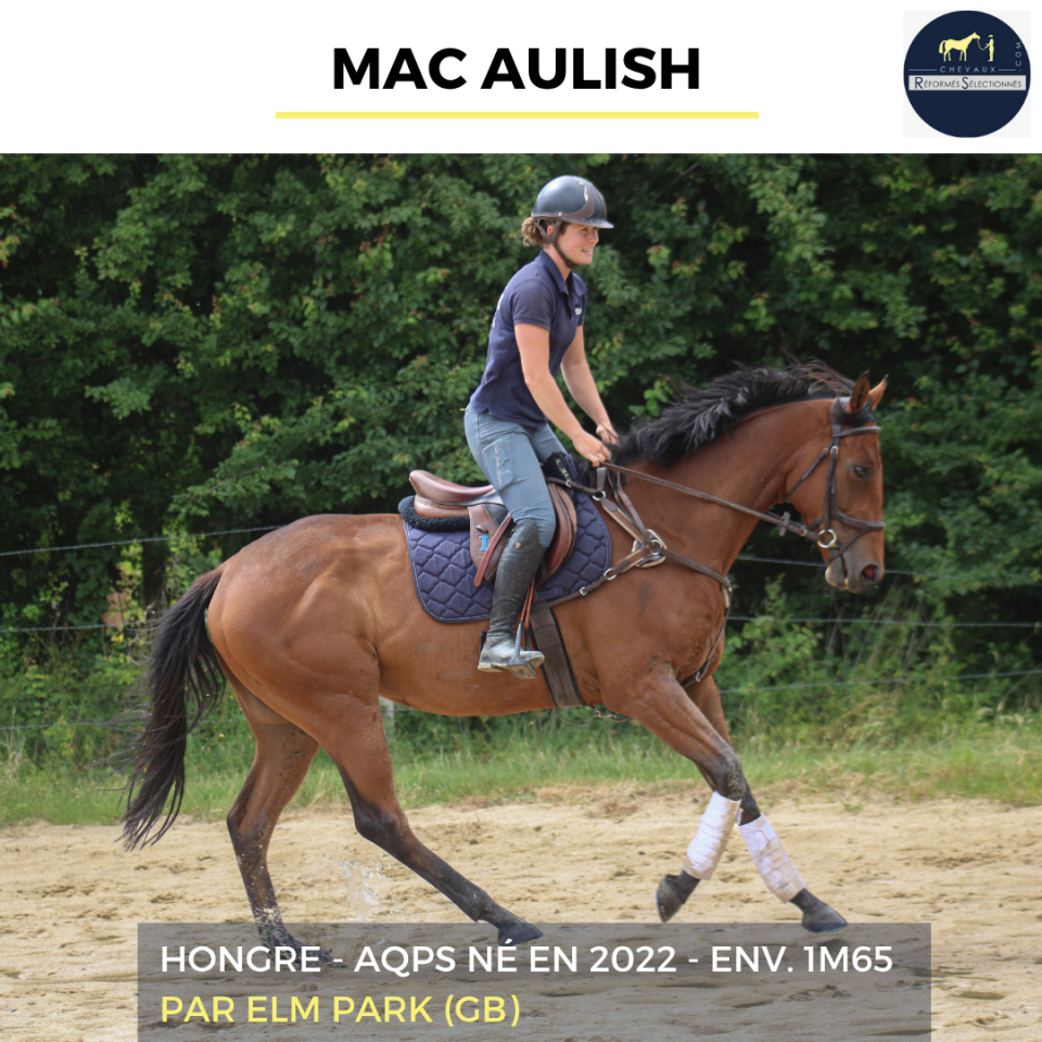 Caballo castrado AQPS En venta 2022 Bayo por ELM PARK (GB)