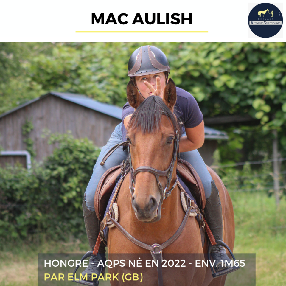 Caballo castrado AQPS En venta 2022 Bayo por ELM PARK (GB)
