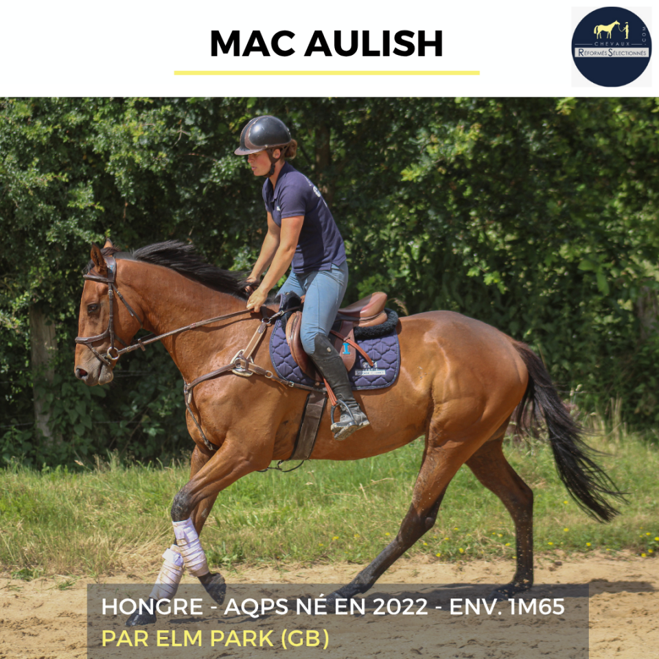 Caballo castrado AQPS En venta 2022 Bayo por ELM PARK (GB)