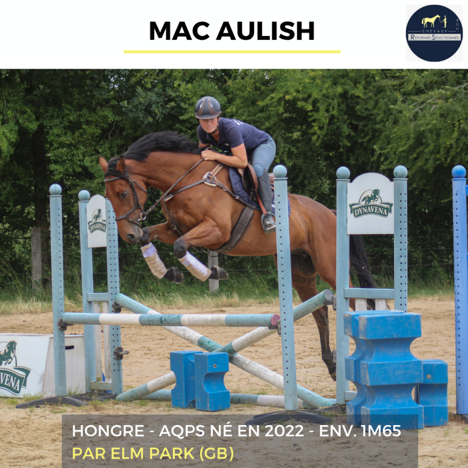Caballo castrado AQPS En venta 2022 Bayo por ELM PARK (GB)