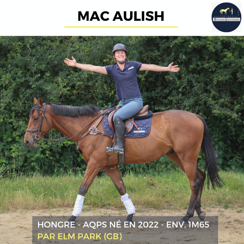 Caballo castrado AQPS En venta 2022 Bayo por ELM PARK (GB)