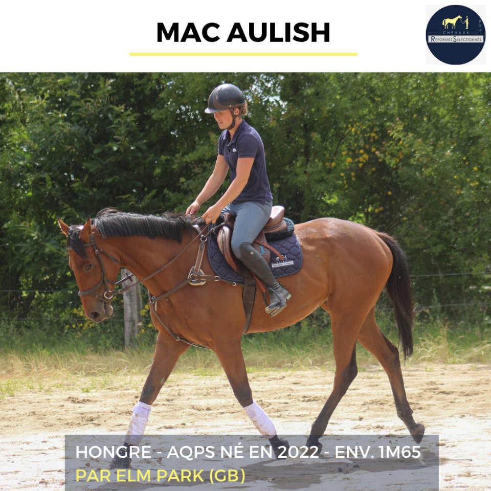 Caballo castrado AQPS En venta 2022 Bayo por ELM PARK (GB)