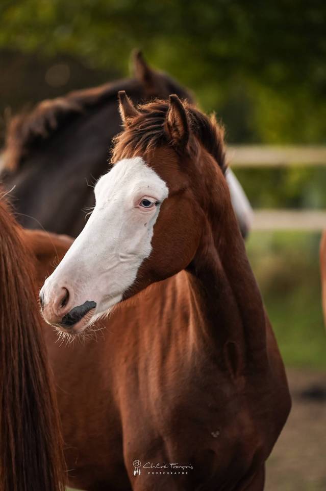 Potro Poni de Silla Belga En venta 2025 Bayo