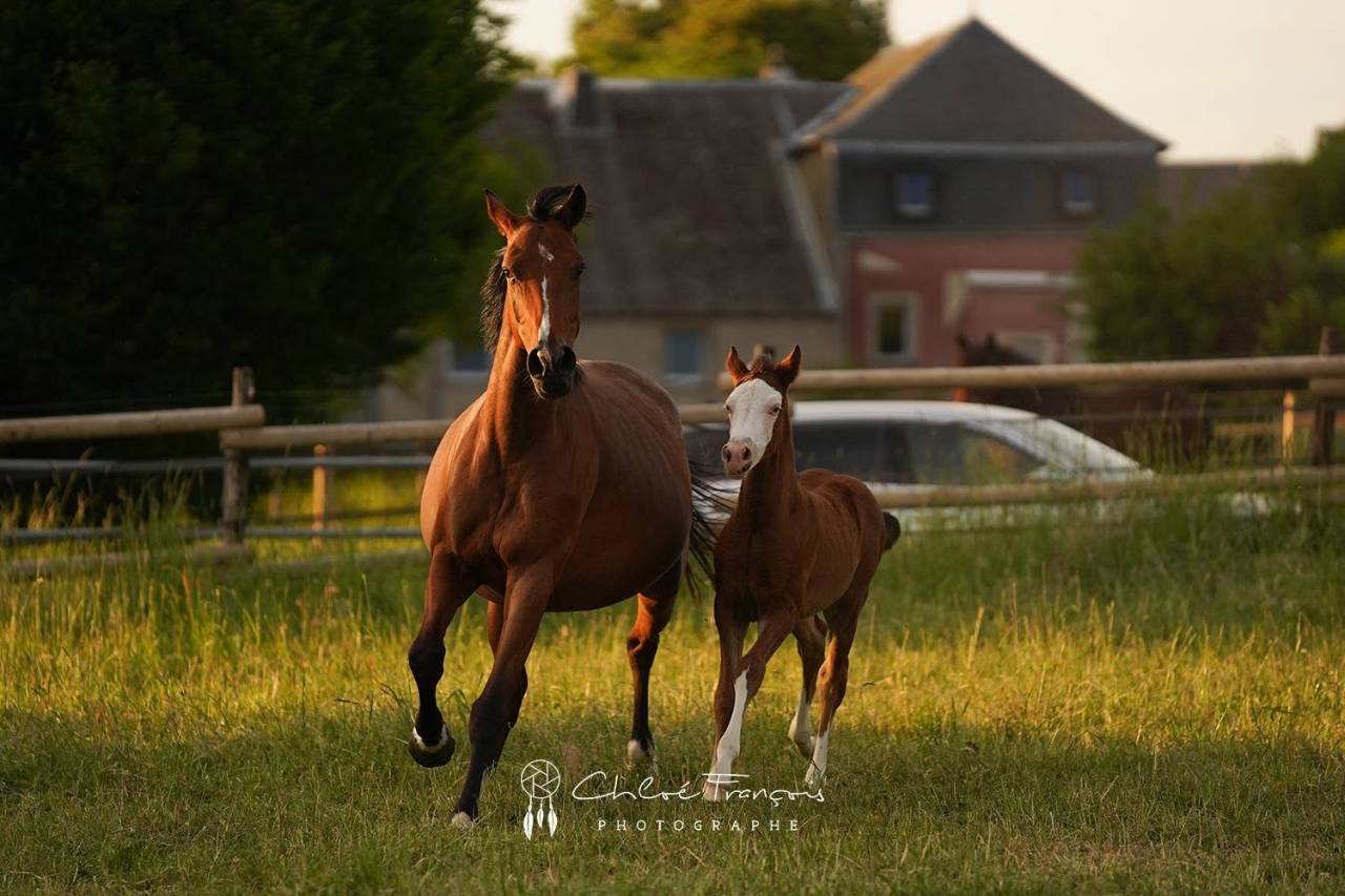 Potro Poni de Silla Belga En venta 2025 Bayo