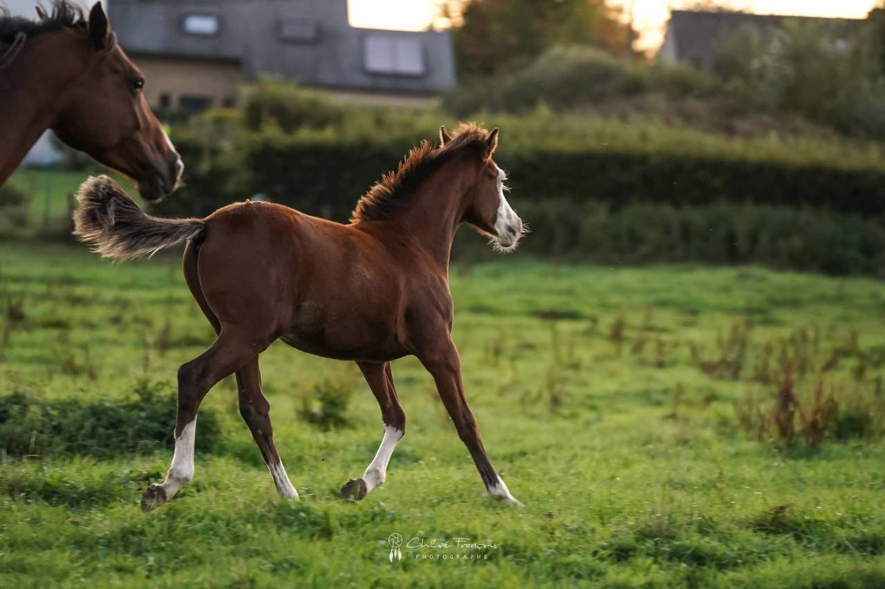 Potro Poni de Silla Belga En venta 2025 Bayo