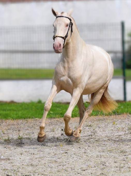 Yegua Lusitano En venta 2023 Perla por Xavante SS