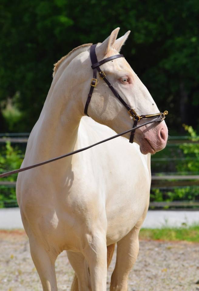 Yegua Lusitano En venta 2023 Perla por Xavante SS
