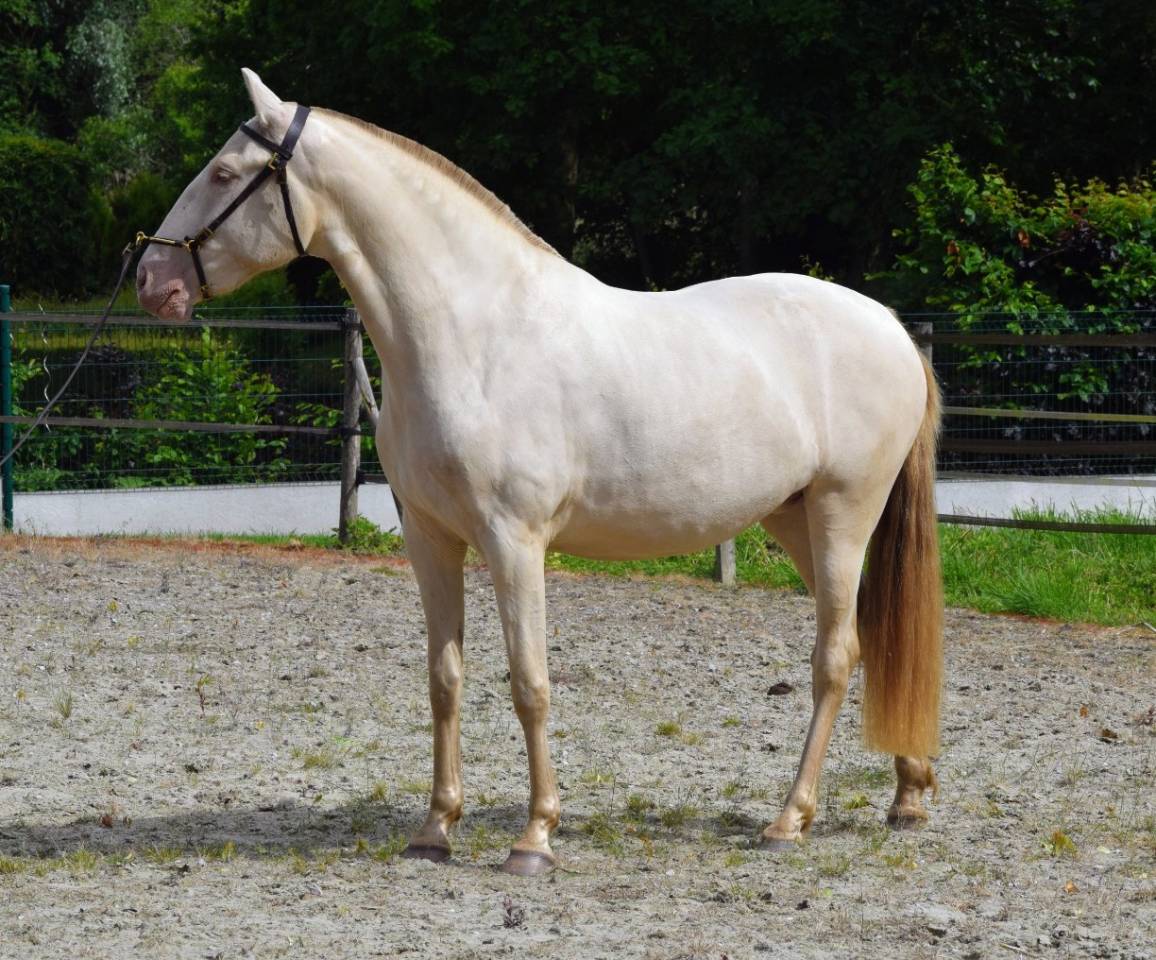 Yegua Lusitano En venta 2023 Perla por Xavante SS