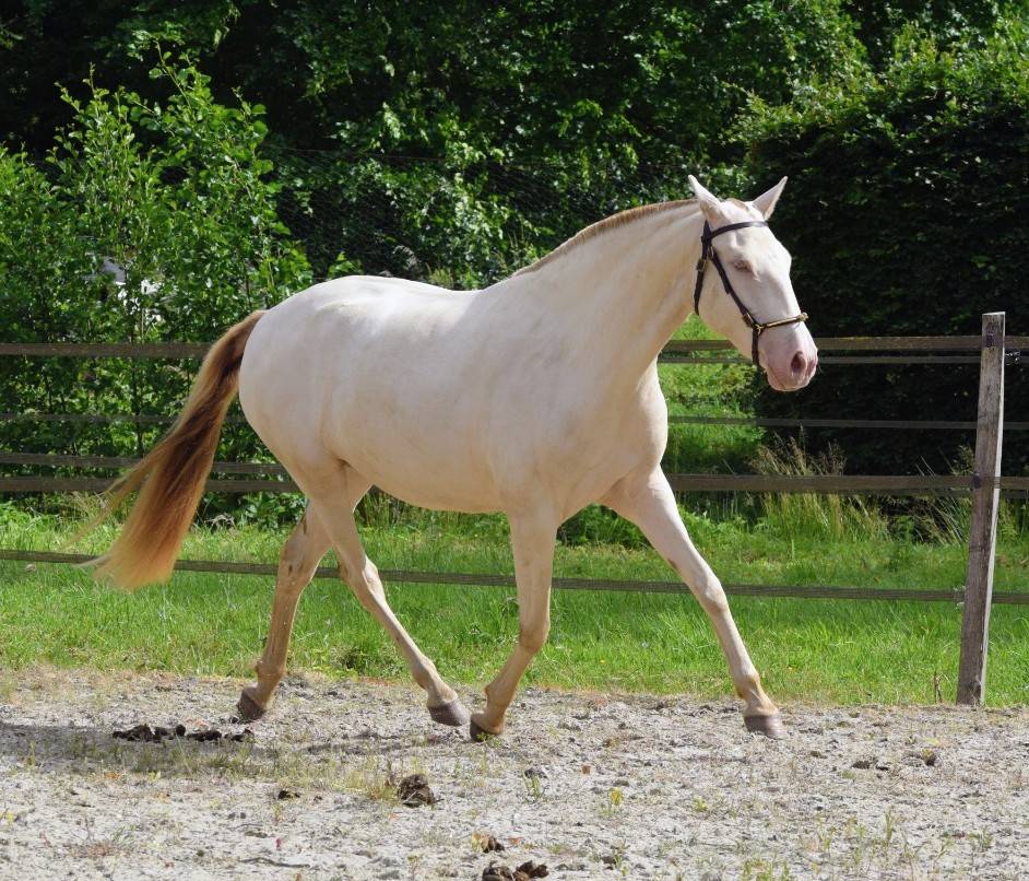 Yegua Lusitano En venta 2023 Perla por Xavante SS