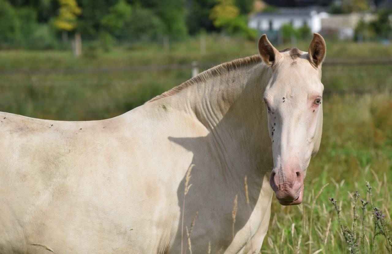 Yegua Lusitano En venta 2023 Perla por Xavante SS