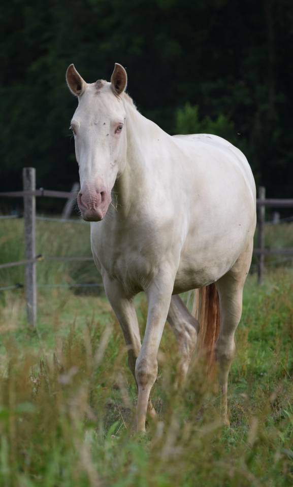 Yegua Lusitano En venta 2023 Perla por Xavante SS
