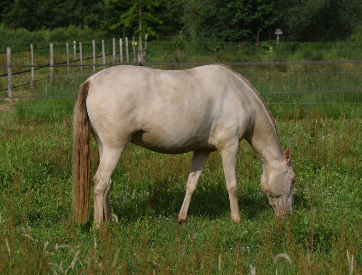Yegua Lusitano En venta 2023 Perla por Xavante SS