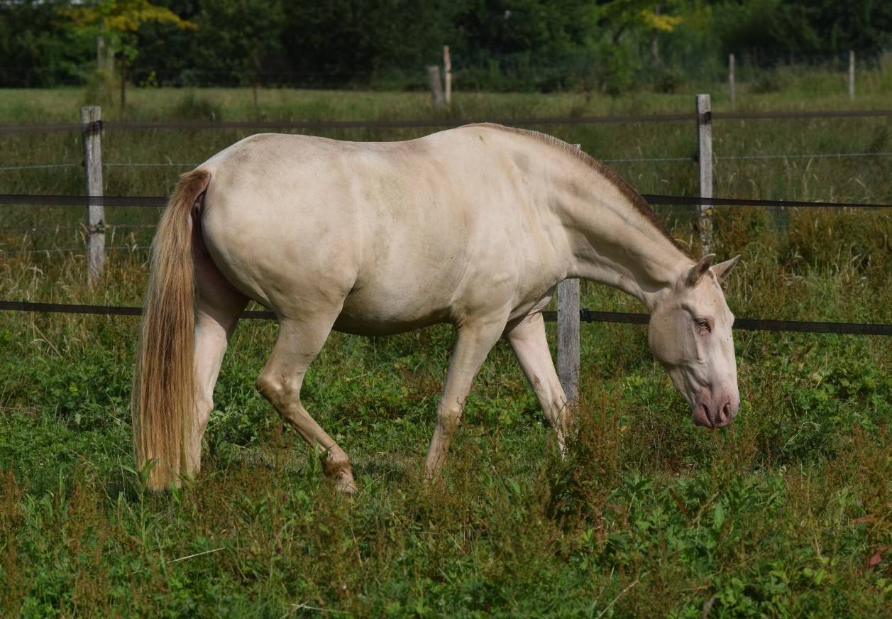 Yegua Lusitano En venta 2023 Perla por Xavante SS