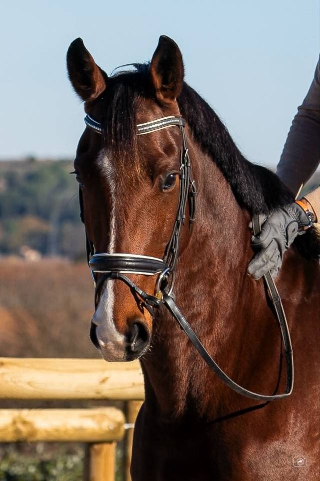 Caballo castrado KWPN Caballo de Deporte Neerland&eacute;s En venta 2019 Bayo