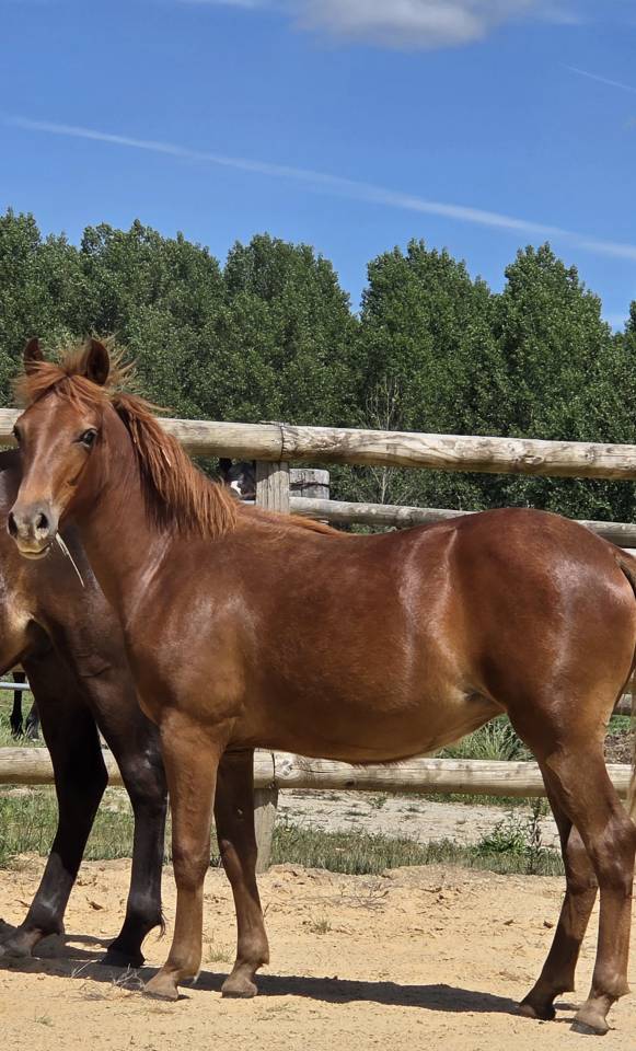 Potranca New Forest En venta 2025 Alaz&aacute;n por L'ancelot du m&eacute;nage