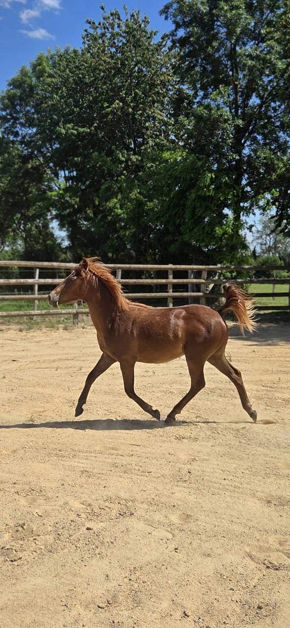 Potranca New Forest En venta 2025 Alaz&aacute;n por L'ancelot du m&eacute;nage