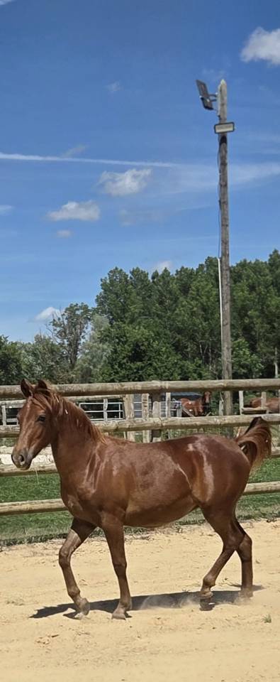 Potranca New Forest En venta 2025 Alaz&aacute;n por L'ancelot du m&eacute;nage