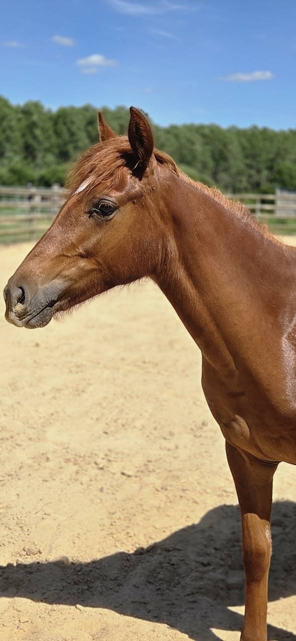 Potranca New Forest En venta 2025 Alaz&aacute;n por L'ancelot du m&eacute;nage