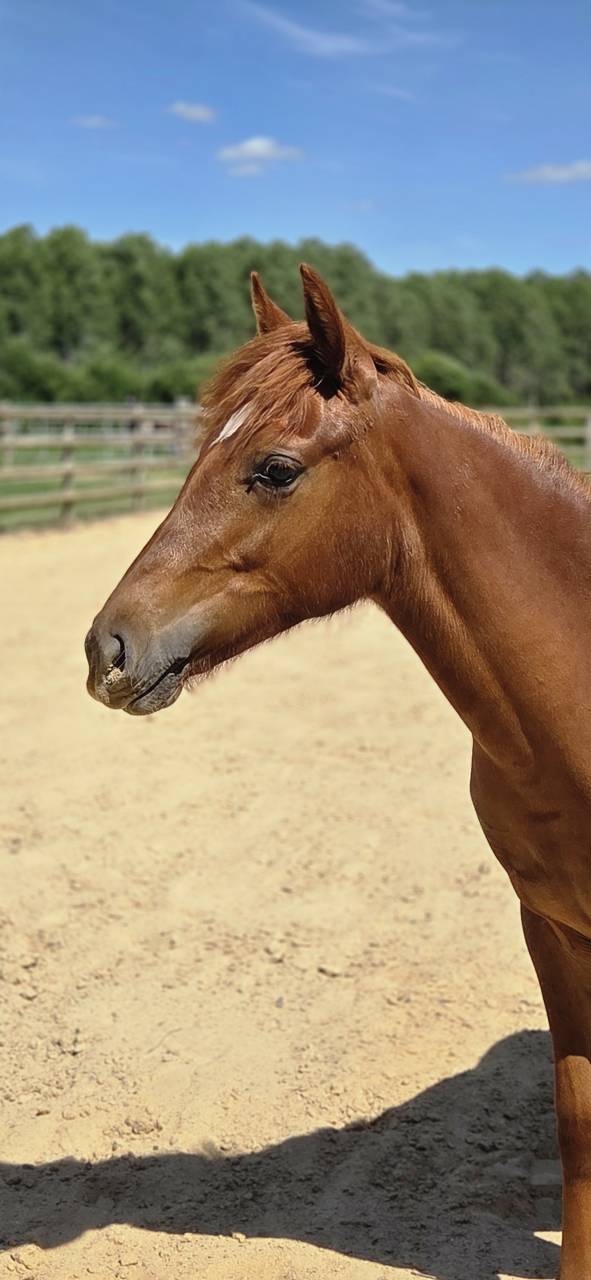 Potranca New Forest En venta 2025 Alaz&aacute;n por L'ancelot du m&eacute;nage