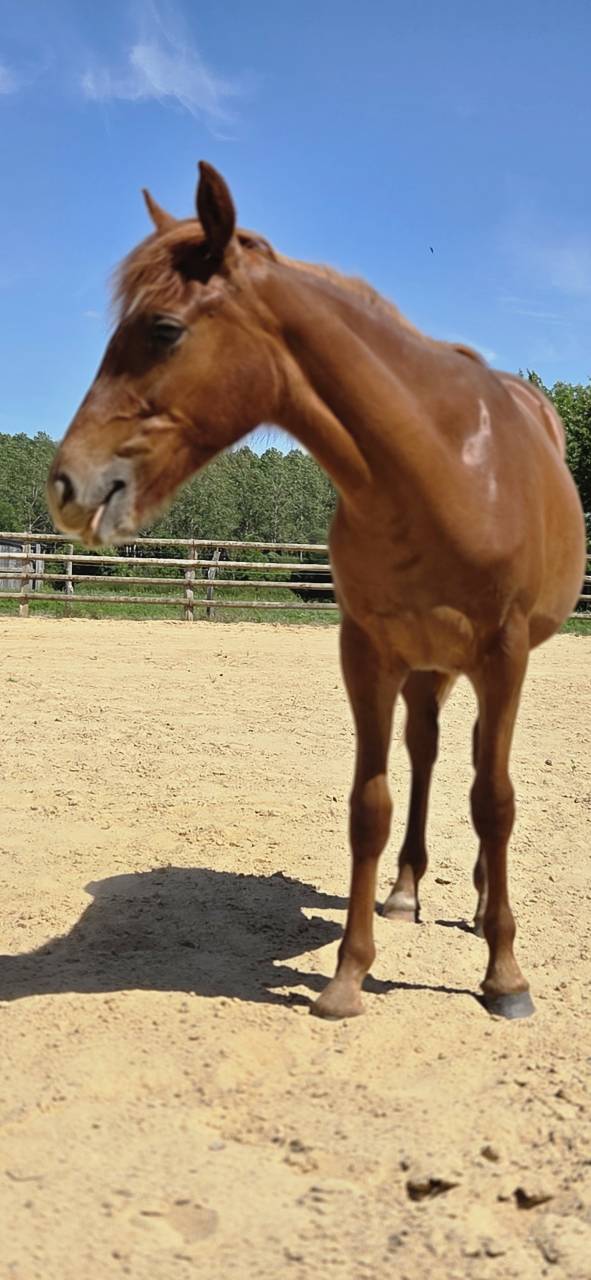 Potranca New Forest En venta 2025 Alaz&aacute;n por L'ancelot du m&eacute;nage