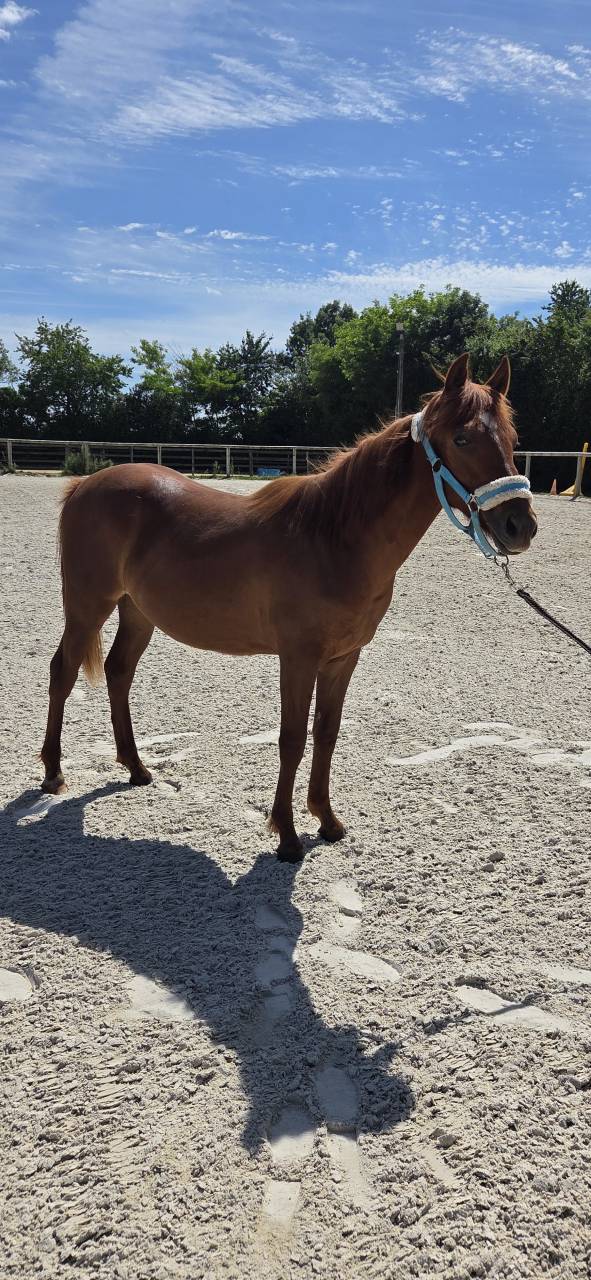 Potranca New Forest En venta 2025 Alaz&aacute;n por L'ancelot du m&eacute;nage
