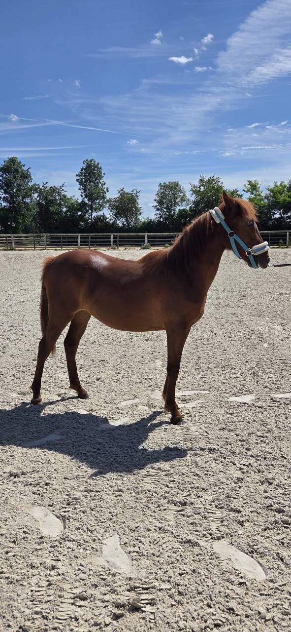 Potranca New Forest En venta 2025 Alaz&aacute;n por L'ancelot du m&eacute;nage